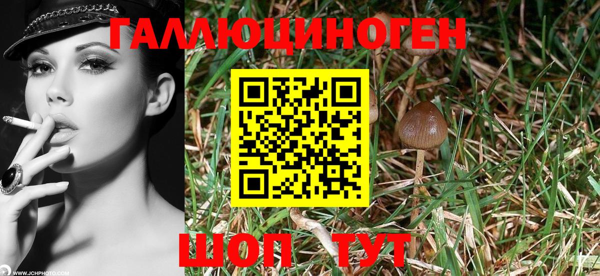 Псилоцибиновые грибы мицелий  Вход с VPN  Алейск 